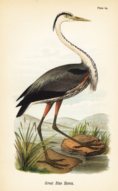 Great Blue Heron, Ardea Herodias autorstwa John James (after) Audubon