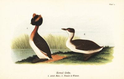 Perkoz rogaty, Podiceps auritus, dorosły samiec 1 i samica w upierzeniu zimowym autorstwa John James (after) Audubon