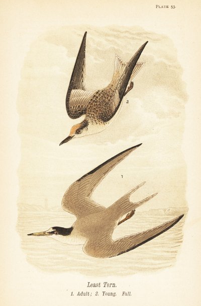Rybitwa najmniejsza, Sternula antillarum, dorosły 1, młody, upierzenie jesienne 2 autorstwa John James (after) Audubon