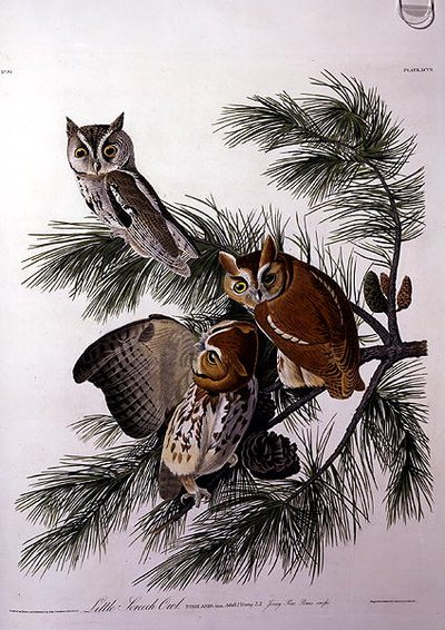 Sowa piszcząca z „Birds of America”, grawerowana przez Roberta Havella (1793-1878) (kolorowa grawerunek) autorstwa John James (after) Audubon