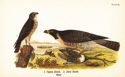 Merlin, Falco columbarius 1 i sokół wędrowny z kaczką, Falco peregrinus 2 autorstwa John James (after) Audubon