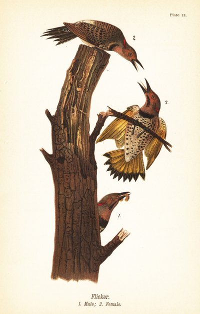 Północne migotanie, Colaptes auratus autorstwa John James (after) Audubon