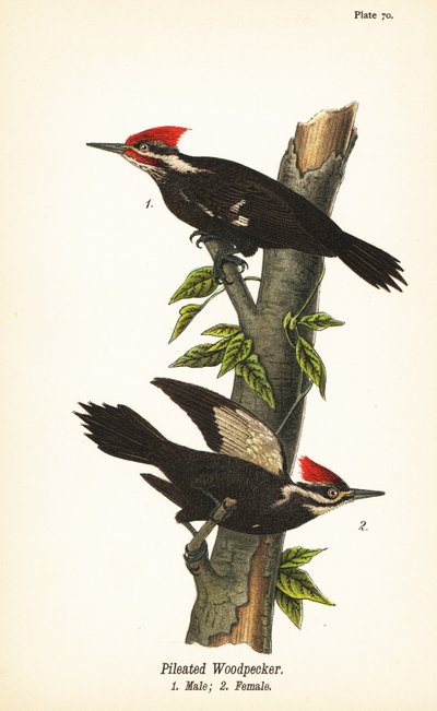 Dzięcioł smużony, Dryocopus pileatus, samiec 1, samica 2 autorstwa John James (after) Audubon