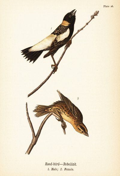 Reed-bird lub bobolink, Dolichonyx oryzivorus, samiec 1, samica 2 autorstwa John James (after) Audubon