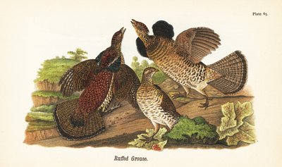 Cietrzew , Bonasa umbellus autorstwa John James (after) Audubon