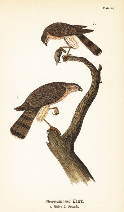 Jastrząb ostro goleń, Accipiter striatus, samiec z ofiarą 1, samica 2 autorstwa John James (after) Audubon