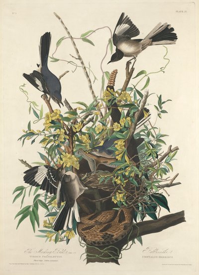 Przedrzeźniający Ptak autorstwa John James (after) Audubon