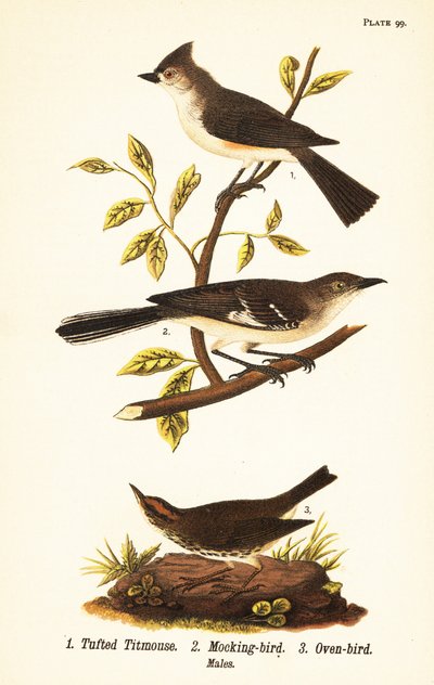 Sikora czernica, Baeolophus bicolor, przedrzeźniacz północny, Mimus polyglottos i ptak garbaty, Seiurus aurocapilla autorstwa John James (after) Audubon