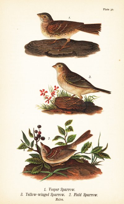Wróbel nieszporny, Pooecetes gramineus 1, wróbel polny, Ammodramus savannarum 2 i wróbel polny, Spizella pusilla 3 autorstwa John James (after) Audubon