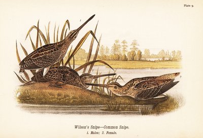 kszyk Wilsona lub kszyk zwyczajny, Gallinago delicata, samce 1, samice 2 autorstwa John James (after) Audubon