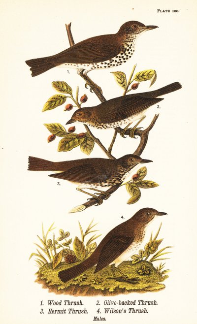 Drozd leśny, Hylocichia mustelina 1, drozd Swainsona, Catharus ustulatus 2, drozd oliwkowy lub drozd pustynny, Catharus guttatus 3 i drozd śniady lub drozd Wilsona, Catharus fuscescens 4 autorstwa John James (after) Audubon