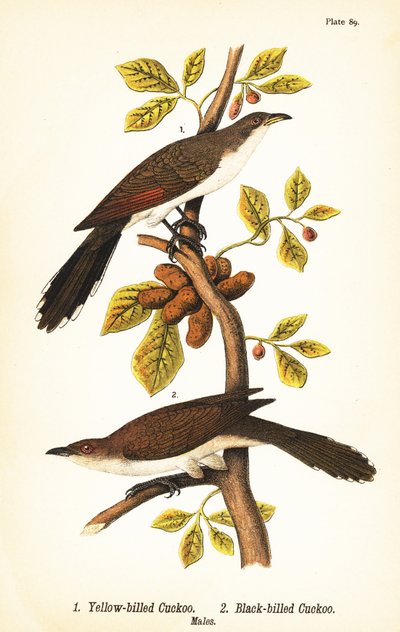 Kukułka żółtodzioba, Coccyzus americanus 1 i kukułka czarnodzioby, Coccyzus erythropthalmus 2, samce autorstwa John James (after) Audubon