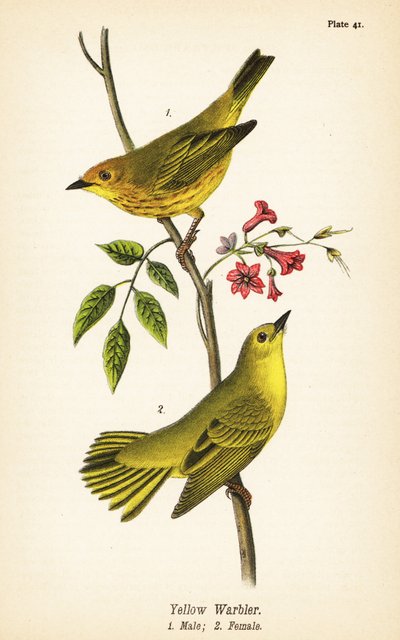 Żółta gajówka, Setophaga wybroczyny, samiec 1, samica 2 autorstwa John James (after) Audubon