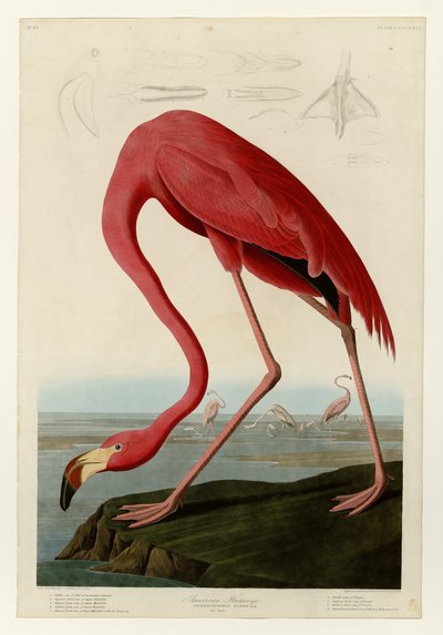 431 American Flamingo autorstwa John James Audubon