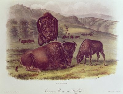 Bizon amerykański lub bawół, z „Cworonogów Ameryki Północnej”, 1842-45 autorstwa John James Audubon