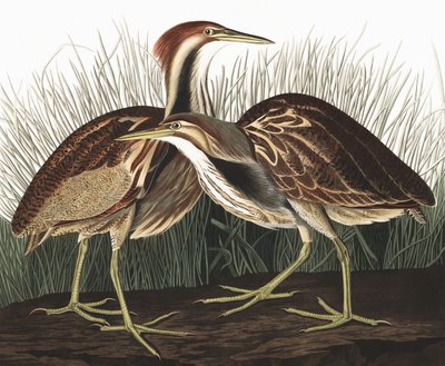 Bąk amerykański, Botaurus Lentiginosus, z „Ptaki Ameryki” Johna J. Audubona, wyd. 1827-38 autorstwa John James Audubon