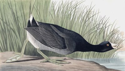 American Coot, Fulica Americana, z „Ptaków Ameryki” Johna J. Audubona, wyd. 1827-38 autorstwa John James Audubon
