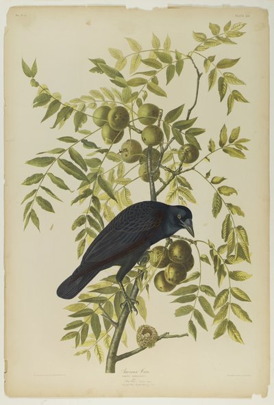 American Crow, wydrukowane przez Juliena Biena i wydane przez Roe Lockwood & Son, 1861 (chromolitografia) autorstwa John James Audubon