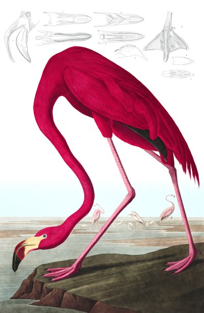 American Flamingo, Phoenicopterus Ruber, z „Ptaki Ameryki” Johna J. Audubona, wyd. 1827-38 (ręcznie kolorowane grawerowanie) autorstwa John James Audubon
