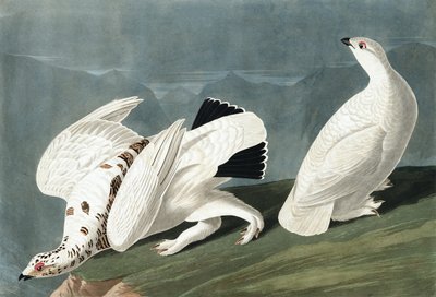 Ptarmigan amerykański, Tetrao Mutus: Grous białoogonowy, Tetrao Leucurus, z „Ptaki Ameryki” Johna J. Audubona, wyd. 1827-38 autorstwa John James Audubon