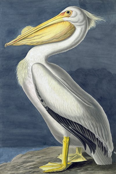 American White Pelican, Pelecanus Erythrorhynchos, z „Ptaki Ameryki” Johna J. Audubona, wyd. 1827-38 autorstwa John James Audubon