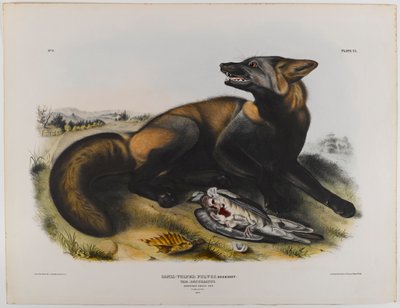 Amerykański lis krzyżowy autorstwa John James Audubon