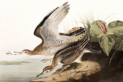 Bartram Sandpiper, Bartramia Longicauda, z „Ptaki Ameryki” Johna J. Audubona, wyd. 1827-38 autorstwa John James Audubon