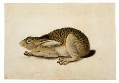 Zając czarnoogonowy autorstwa John James Audubon