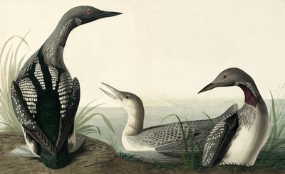 Czarnogardły nurek, Colymbus Arcticus, z „Ptaki Ameryki” Johna J. Audubona, wyd. 1827-38 autorstwa John James Audubon