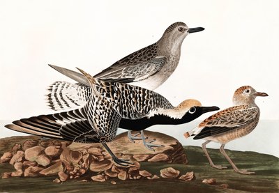 Sieweczka czarnobrzucha, Charadrius Helveticus, z „Ptaki Ameryki” Johna J. Audubona, wyd. 1827-38 autorstwa John James Audubon