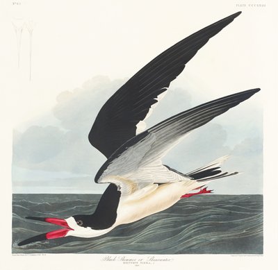 Czarny skimmer z książki „Birds of America” (1827) autorstwa John James Audubon