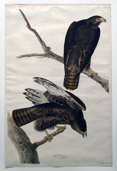 Czarny wojownik (nr 18) autorstwa John James Audubon