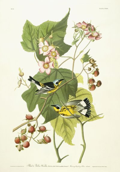 Pokrzewka czarno-żółta i malina kwitnąca, ok. 1826-1838 autorstwa John James Audubon