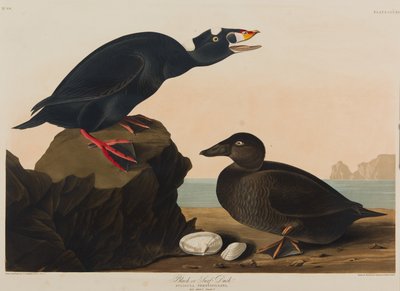 Kaczka czarna lub surfowa, 1836 (wc na papierze) autorstwa John James Audubon