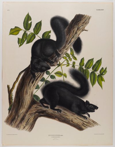 Czarna wiewiórka autorstwa John James Audubon