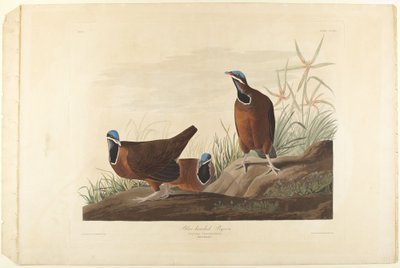 Gołąb modrogłowy autorstwa John James Audubon