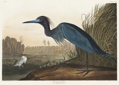 Żuraw niebieski lub czapla z książki „Ptaki Ameryki” (1827) autorstwa John James Audubon