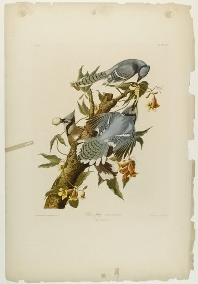 Blue Jay, wydrukowane przez Juliena Biena i wydane przez Roe Lockwood & Son, 1861 (chromolitografia) autorstwa John James Audubon