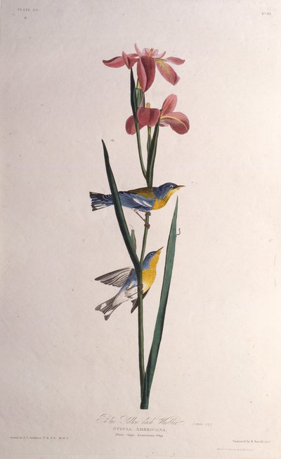 Pokrzewka niebieska żółtogrzbieta. Z Ptaków Ameryki, 1827-1838. autorstwa John James Audubon