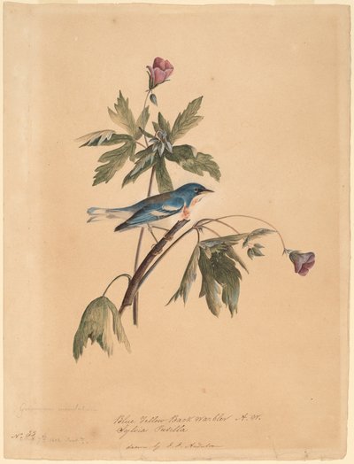 Niebiesko-żółta gajówka autorstwa John James Audubon