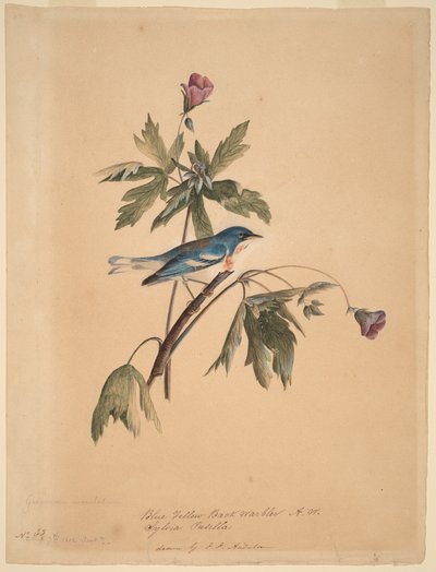 Lasówka o niebiesko-żółtym grzbiecie autorstwa John James Audubon