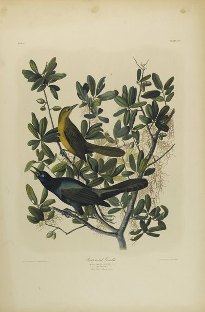 Grackle łódkowaty, wydrukowany przez Juliena Biena i opublikowany przez Roe Lockwood & Son, 1861 (chromolitografia) autorstwa John James Audubon