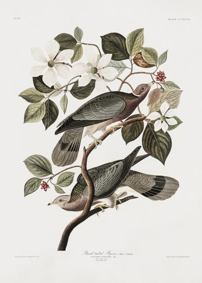 Gołąb ogoniasty z książki „Birds of America” (1827) autorstwa John James Audubon
