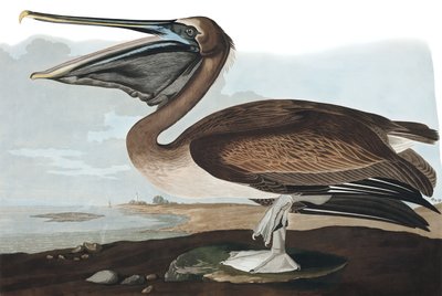 Pelikan brunatny, Pelecanus Fuscus, z „Ptaki Ameryki” Johna J. Audubona, wyd. 1827-38 autorstwa John James Audubon