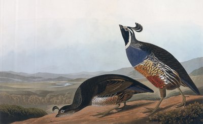Kalifornijska kuropatwa, z "Ptaków Ameryki", wyryte przez Roberta Havella (1793-1878) 1838 autorstwa John James Audubon