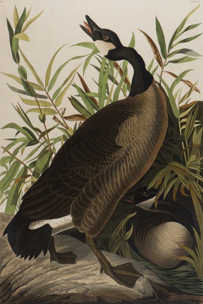 Bernikla kanadyjska, 1827-1838 (wc na papierze) autorstwa John James Audubon