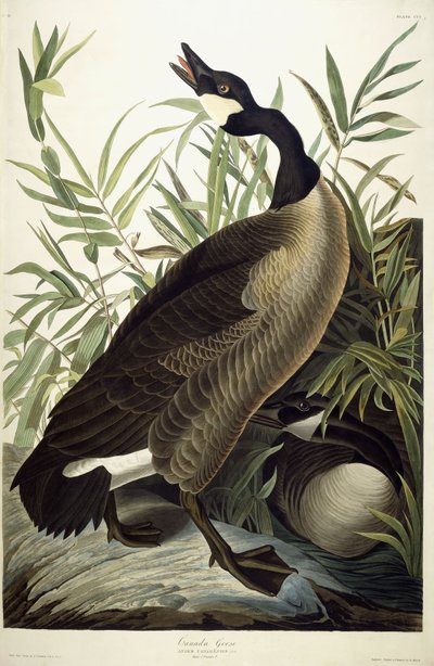 Gęś kanadyjska, ok. 1827-1838 autorstwa John James Audubon