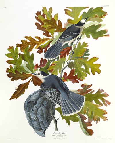 Kanada Jay autorstwa John James Audubon
