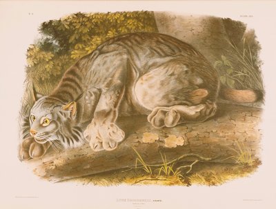 Ryś Kanadyjski autorstwa John James Audubon