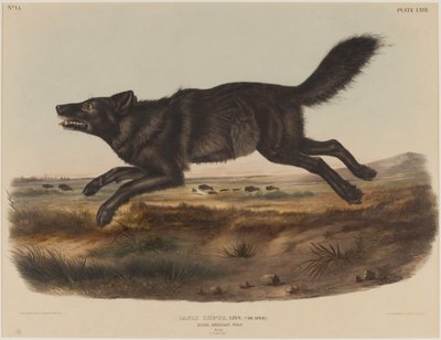 Canis Lupus (czarnoamerykański wilk) autorstwa John James Audubon